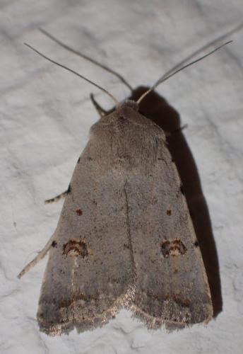Caradrina kadenii